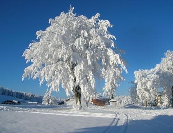 Appartamenti Dolomiti Moena Luaran gambar